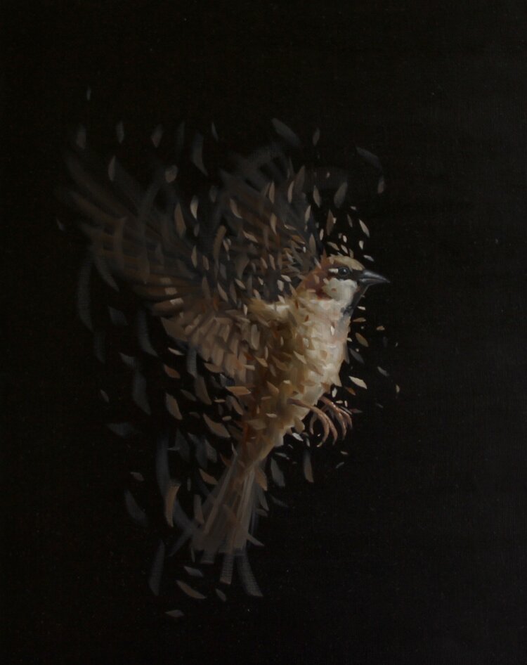 Birdstudy 77 (2017) Birdstudy 77 (2017)